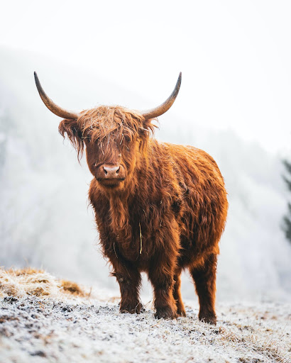 a large brown cow standing on top of a snow covered field