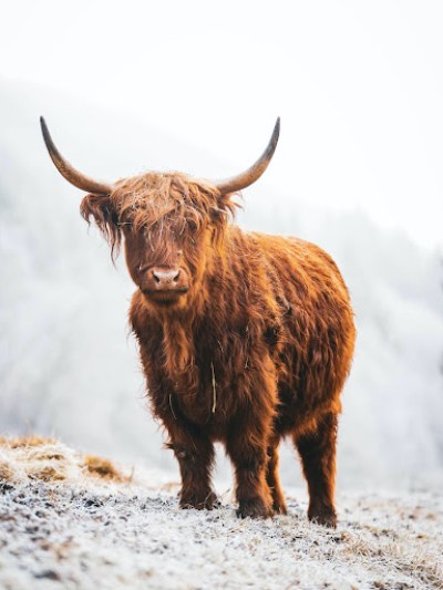 a large brown cow standing on top of a snow covered field